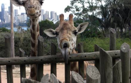 塔龍加動物園門票
