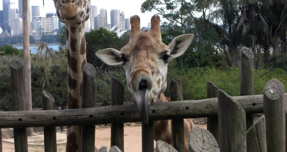 塔龍加動物園長頸鹿,背景爲悉尼城市與海港