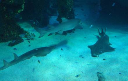 悉尼水族館SEA LIFE