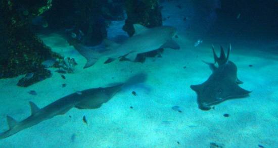 悉尼水族館歷史實景（2006）。Dylerpillar / Wikimedia Commons，CC BY 2.0。