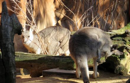 悉尼野生動物園WILD LIFE