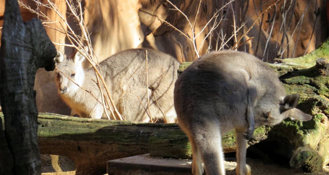 WILD LIFE Sydney Zoo 袋鼠實景(2013)。David Berkowitz / Wikimedia Commons,CC BY 2.0。